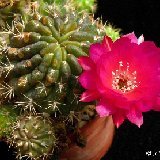 Lobivia hertrichiana JLcoll.2392.jpg